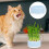 Grass Pflanzgefäß Katzenminze Blau PP 6