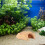 Fish Ornamenten Aquarium Tanks Steentjes Betta 7