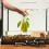 Fish Ornamenten Aquarium Tanks Steentjes Betta 8