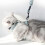 Kitten Kat Halter Leiband 10
