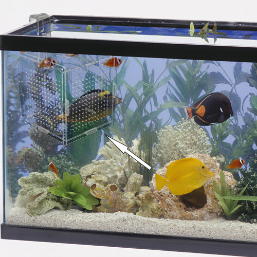2 Sets Box Betta Box Haushaltsaquarium Aus 1
