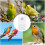 3St Parrot Feeder Vogelfutterschutz 10