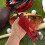 Baseballcap Halter Rot 1 10,7X3,9X1 Zoll 6