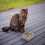 2Stk. Hamster Futter Futter Haustier Keramik 11