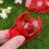 5St Scribe Suite Werkzeug Kugelclip Rot 5