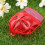 5St Scribe Suite Werkzeug Kugelclip Rot 8