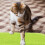 Kittens Absorbierende Katzenstreu 45X1 Cm Grün 5