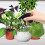 Cactus Watering Bottle Sprinklers Kunststoff 2