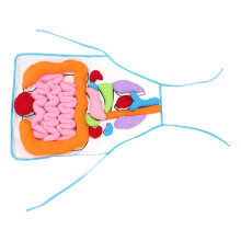 3D Menschliches Organmodell Schürze Lernhilfe Für Kinder