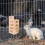 Bunny Feeder Unieke 1-Pack 5