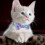 Katzenhalsband Mit Fliege Verstellbar 3 8