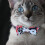 Katzenhalsband Mit Fliege Verstellbar 3 9