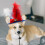 Pet Kopfschmuck Verkleidung Make-Up 8