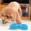 Feeding Time Wasserspender Mit ABS Schüssel Design 1 5