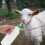 850 Ml Trinkflasche Für Kalb Ziege Mit 10