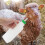 850 Ml Trinkflasche Für Kalb Ziege Mit 7