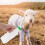 850 Ml Trinkflasche Für Kalb Ziege Mit 5