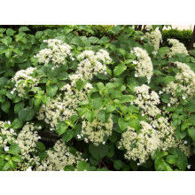 Large Hydrangea Petiolaris Climbing Hydrangea 3-4ft in a 7.5 Litre Pot By Direct Plants
