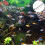Fish Tank Luftventilregler Für Aquarium Silber 1 6