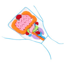 3D Menschliches Organmodell Schürze Lernhilfe Für Kinder