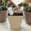 Growing Cups Papier 50 3,14x3,14x1,57 Zoll 4