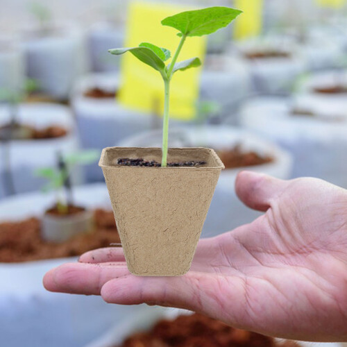 Growing Cups Papier 50 3,14x3,14x1,57 Zoll 2