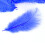 20 Stuks Struisvogel Zwarte Struisvogel Struisvogel S 4