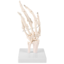 Realistisches Handgelenkmodell Aus Weißem PVC Für Anatomische Studien
