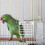 2-Pack Accessoires Vogelkooideur Inclusief Kooien 5