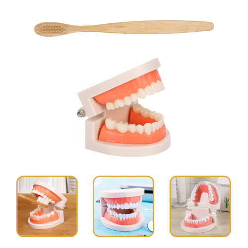 1 Set Kinder Demonstration Tandmodel Kit Met Tandenborstel 2