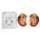 2x Zerlegbares Modell des menschlichen Gehirns in Farbe 1