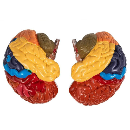2x Zerlegbares Modell des menschlichen Gehirns in Farbe 1