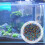 Glass Aquarium Grind Stenen Decoratie 8
