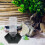 Reptilien Wasserspender Trinkflasche ABS Set 5