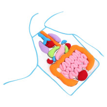 3D Menselijk Orgaan Model Schort Educatief Leerhulpmiddel Voor Kinderen