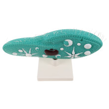 Paramecium Modell Mit Für Biologieunterricht