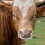 Cow Rinder Nasenring Mit Metallfeder 5
