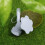 Raindrops Gartengießflasche Mit Sprinkler Aufsatz Set 3