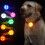 2Stk Pet Glow Anhänger Kunststoff LED Leuchtend 4