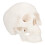 Skull Modell Mini Realistische Gesichtsskulptur Für Desktop 1