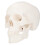 Skull Modell Mini Realistische Gesichtsskulptur Für Desktop 8