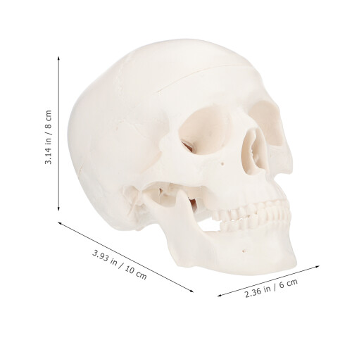 Skull Modell Mini Realistische Gesichtsskulptur Für Desktop 1