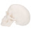 Skull Modell Mini Realistische Gesichtsskulptur Für Desktop 4