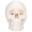 Skull Modell Mini Realistische Gesichtsskulptur Für Desktop 7
