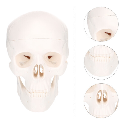 Skull Modell Mini Realistische Gesichtsskulptur Für Desktop 2