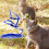 Cat Leidsels En Harnassen Kittens Nylon 9
