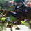 Fischbecken Futterteller Garnelen Schwimmfütterer Blattform 10