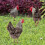 3Stück Yard Chicken Steckerdekoration Eingesteckte Huhn- 10