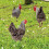 3Stück Yard Chicken Steckerdekoration Eingesteckte Huhn- 8