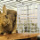 Rabbit Metal Hängendes Heu- Für 2
